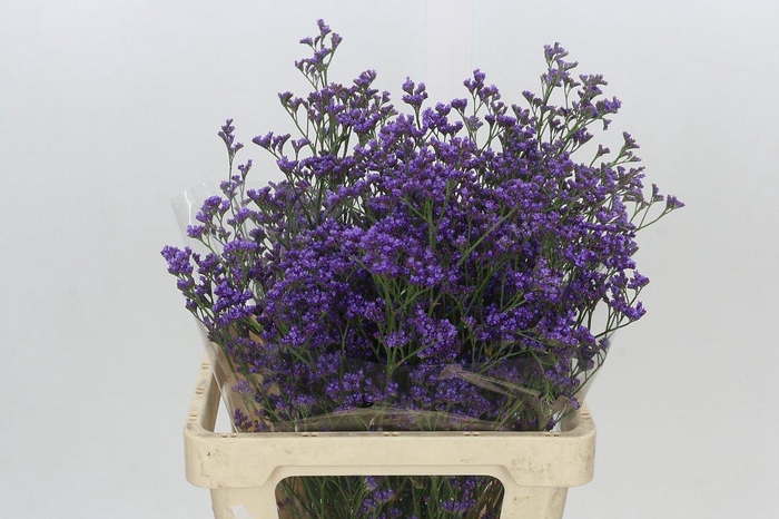 <h4>Limonium Maine Blue</h4>