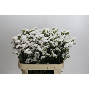 Limonium sinuatum Olga White