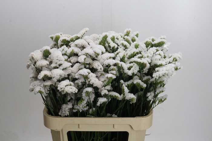 <h4>Limonium sinuatum Olga White</h4>