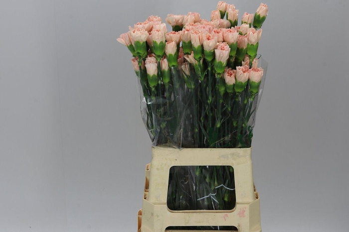 <h4>Di St Epoca</h4>