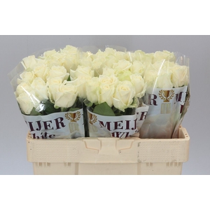 Rosa Gr Avalanche Meijer White