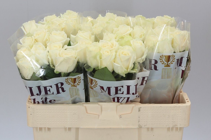 <h4>Rosa Gr Avalanche Meijer White</h4>