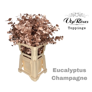 EUCA CINEREA CHAMPAGNE 300GR