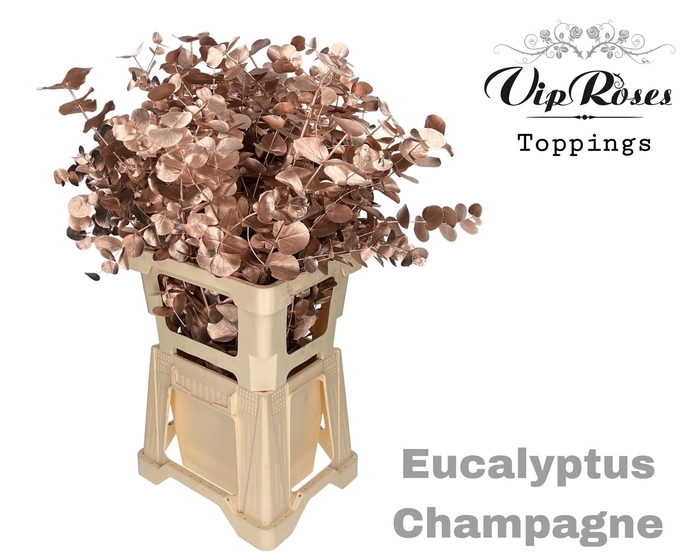 EUCA CINEREA CHAMPAGNE 300GR