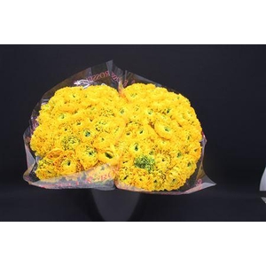 Cl Pon-pon Luna X100