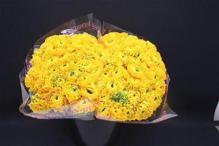 <h4>Cl Pon-pon Luna X100</h4>