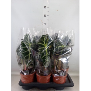 Alocasia amazonica 'Polly'