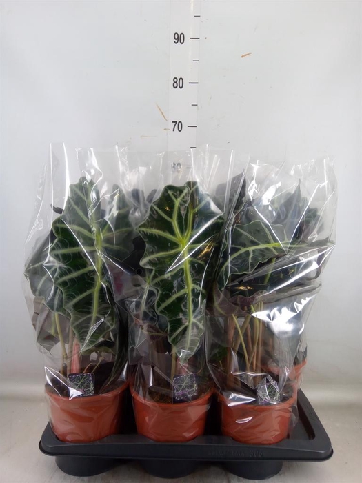 <h4>Alocasia amazonica 'Polly'</h4>