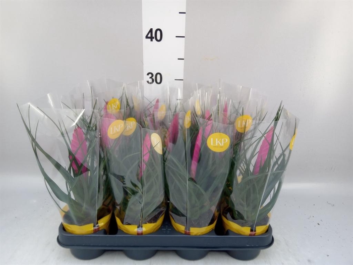 <h4>Tillandsia cyanea 'Vincent'</h4>