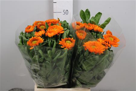 Calendula Orange Spot