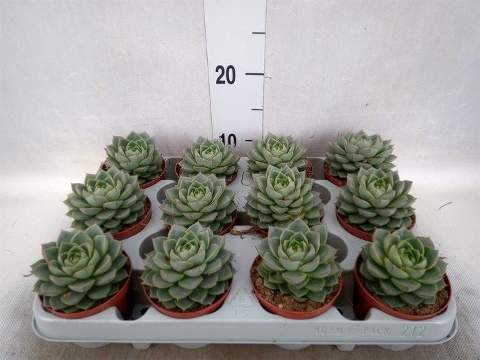 Echeveria   ...