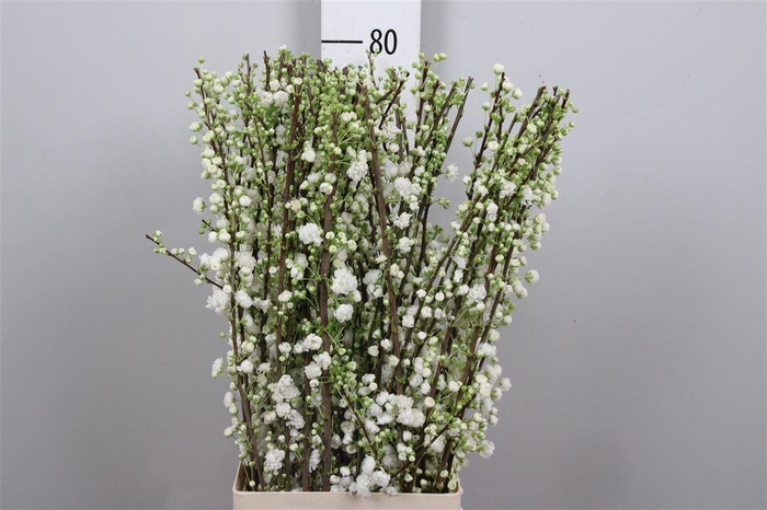 <h4>Prunus Gland Wit St</h4>