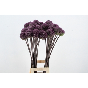 ALLIUM SUMMER DRUMME