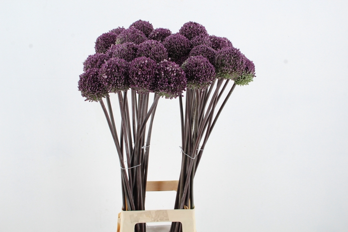 <h4>ALLIUM SUMMER DRUMME</h4>