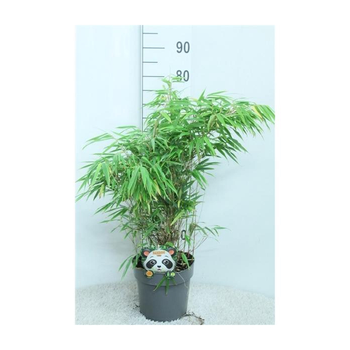 <h4>Fargesia rufa P23</h4>