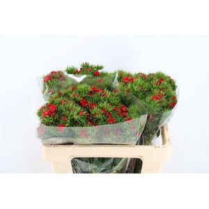 Di Barb Breanthus Amras Red