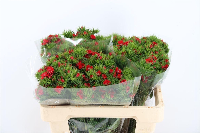 <h4>Di Barb Breanthus Amras Red</h4>