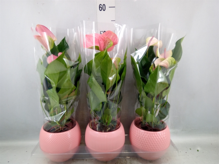 <h4>Anthurium   ...mix</h4>