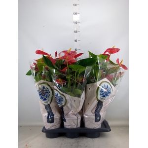 Anthurium andr. 'Jambo Red'