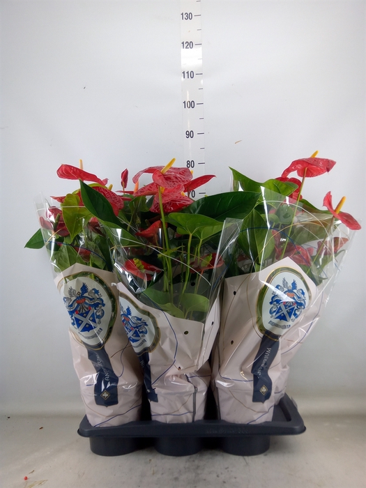 <h4>Anthurium andr. 'Jambo Red'</h4>
