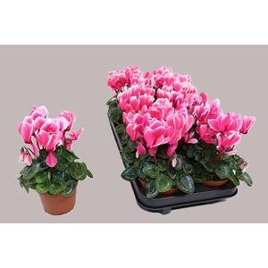 CYCL KL PICOLA SHINE