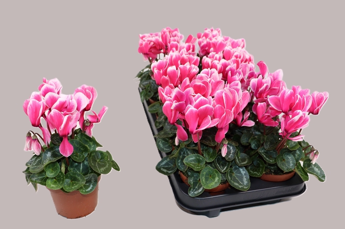 <h4>CYCL KL PICOLA SHINE</h4>