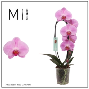 Phalaenopsis Flow Pink Naomi 1 spike - 12cm | Mimesis