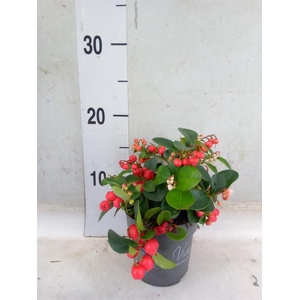 Gaultheria proc. 'Big Berry'