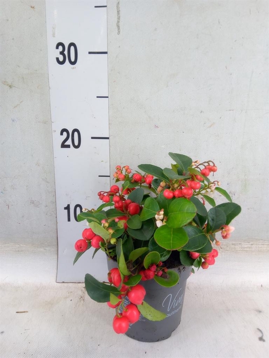 <h4>Gaultheria proc. 'Big Berry'</h4>