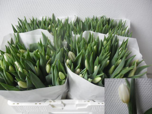 <h4>TU EN WHITE FLAG</h4>