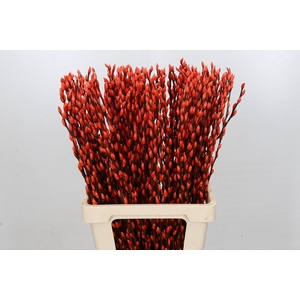Salix Caprea Snow Flake P. Orange