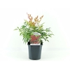 Nandina domestica