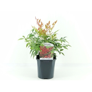 Nandina domestica