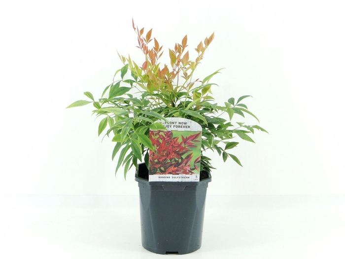 <h4>Nandina domestica</h4>