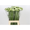 Scabiosa Scoop White