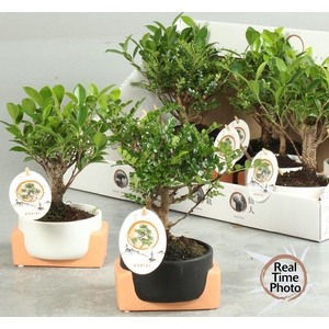 BONSAI GEM