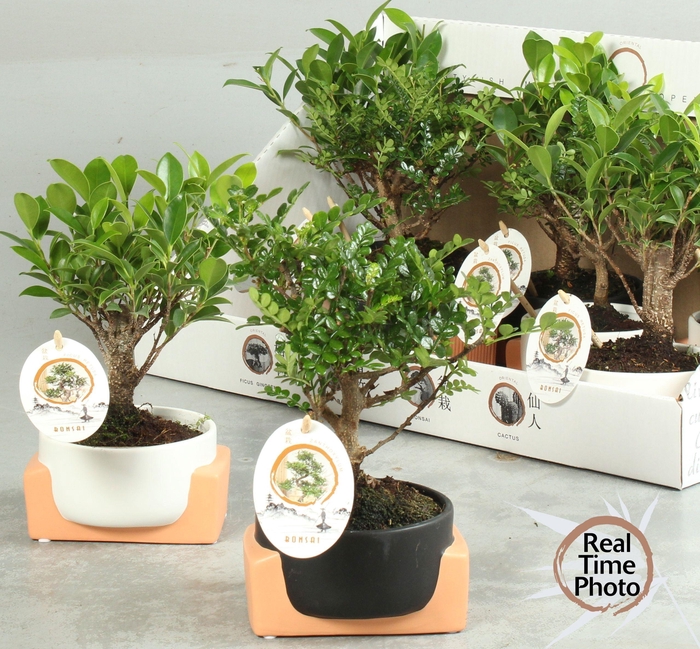 <h4>BONSAI GEM</h4>