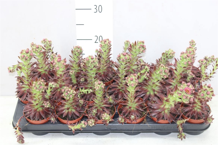 <h4>Sempervivum Rubrum Flowering</h4>