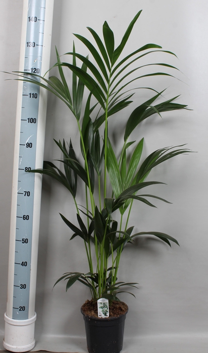 <h4>HOWEA FORSTERIANA</h4>