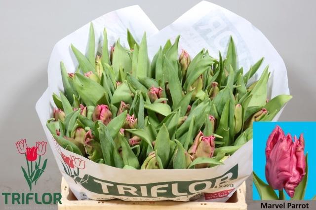 <h4>TU PA MARVEL PARROT</h4>