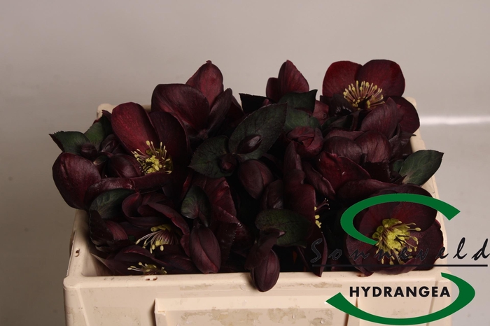 <h4>HELL AAR NORA RED</h4>