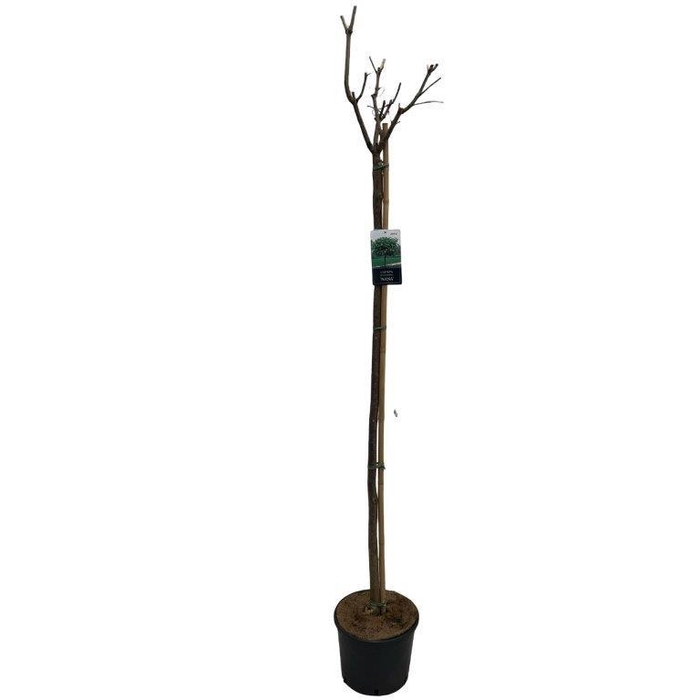 <h4>Catalpa big. 'Nana' stam 150 cm</h4>