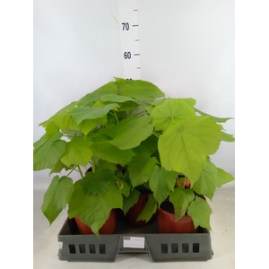 Sparrmannia africana