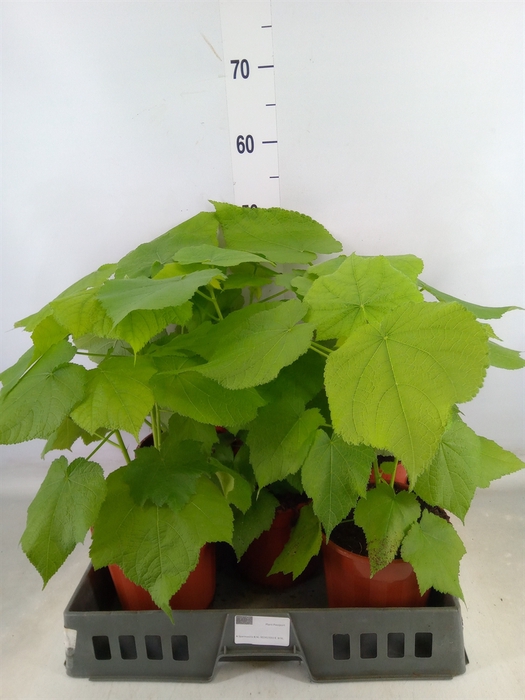 <h4>Sparrmannia africana</h4>