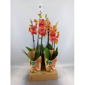 Phalaenopsis   ...orange