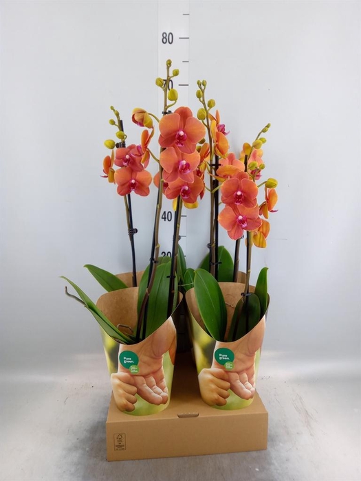 <h4>Phalaenopsis   ...orange</h4>