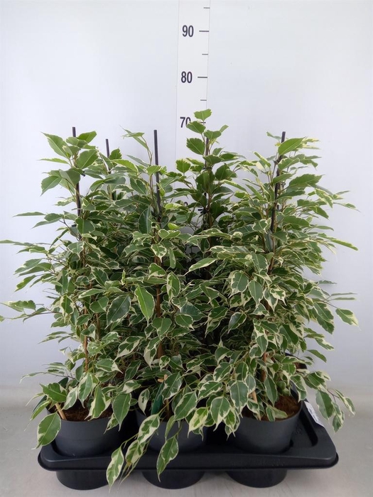 <h4>Ficus benja. 'Twilight'</h4>