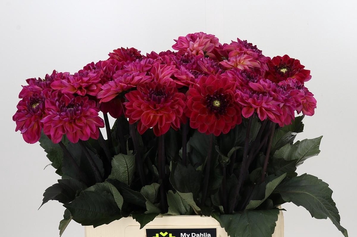 <h4>Dahlia Dancing Don</h4>