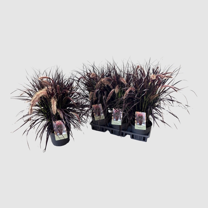 <h4>PENNI TINY TAILS</h4>