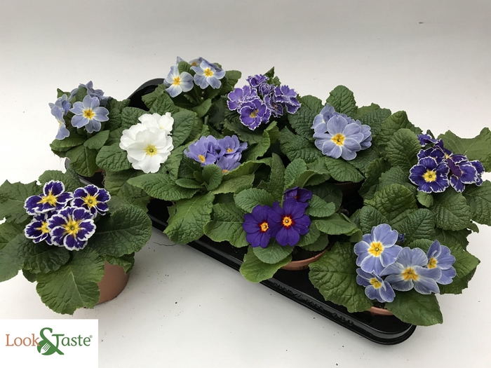 <h4>PRIM AC OVERIG</h4>